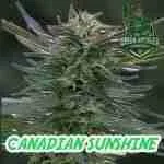 Canadian Sunshine Cannabis Seeds