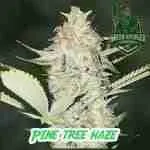 Pine Tree Haze Cannabis Seeds