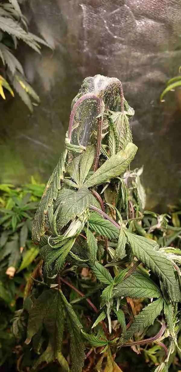 Cannabis plant heavily webbed by spider mites in a real garden