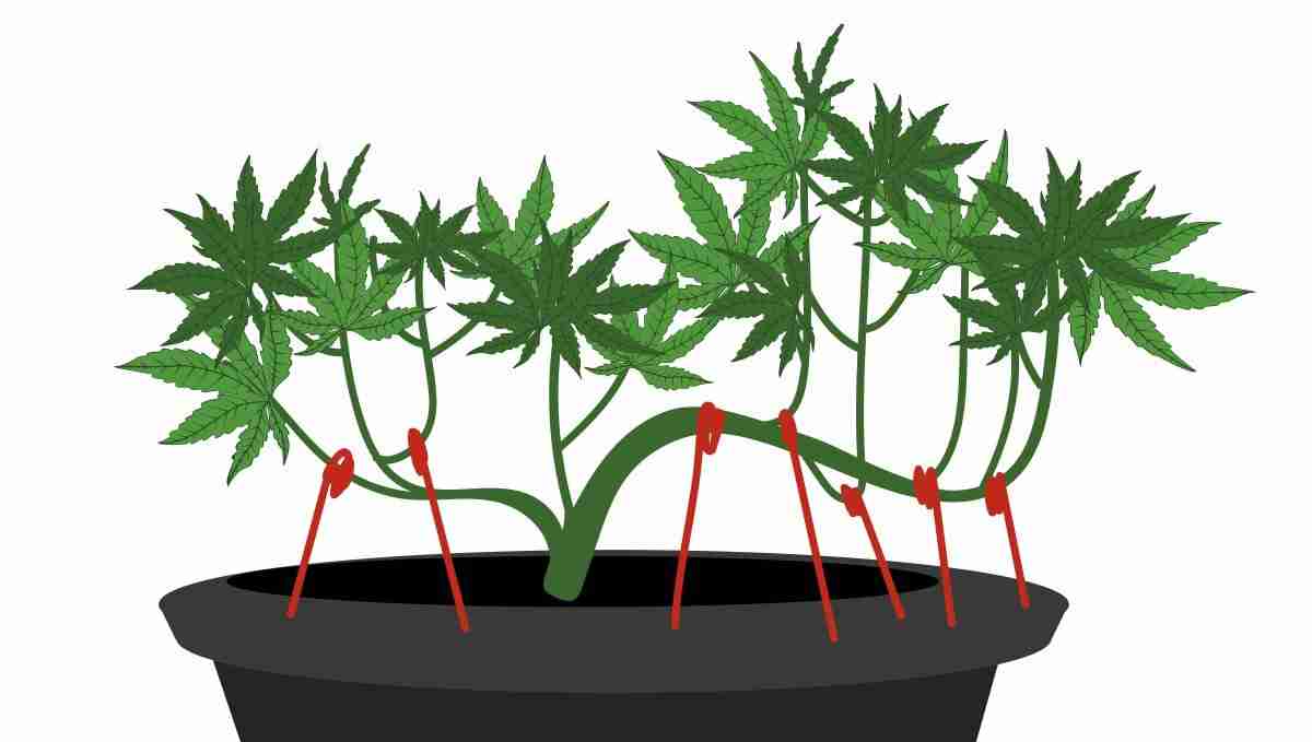 LST tutorial diagram showing a cannabis stem bent and tied for a wide flat canopy