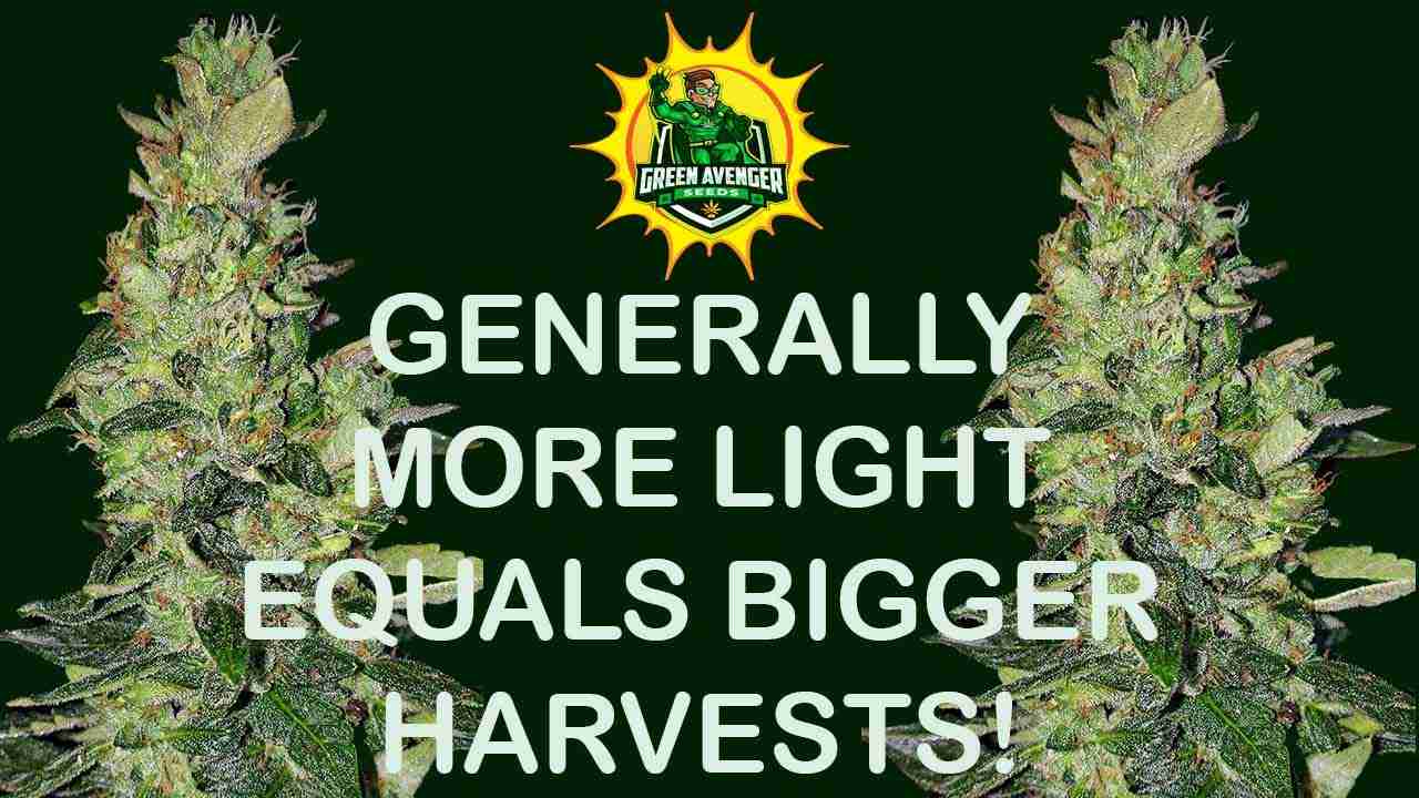 More light equals bigger cannabis harvests