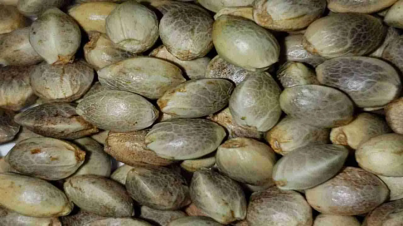 Pile of mature cannabis seeds ready to count and plant