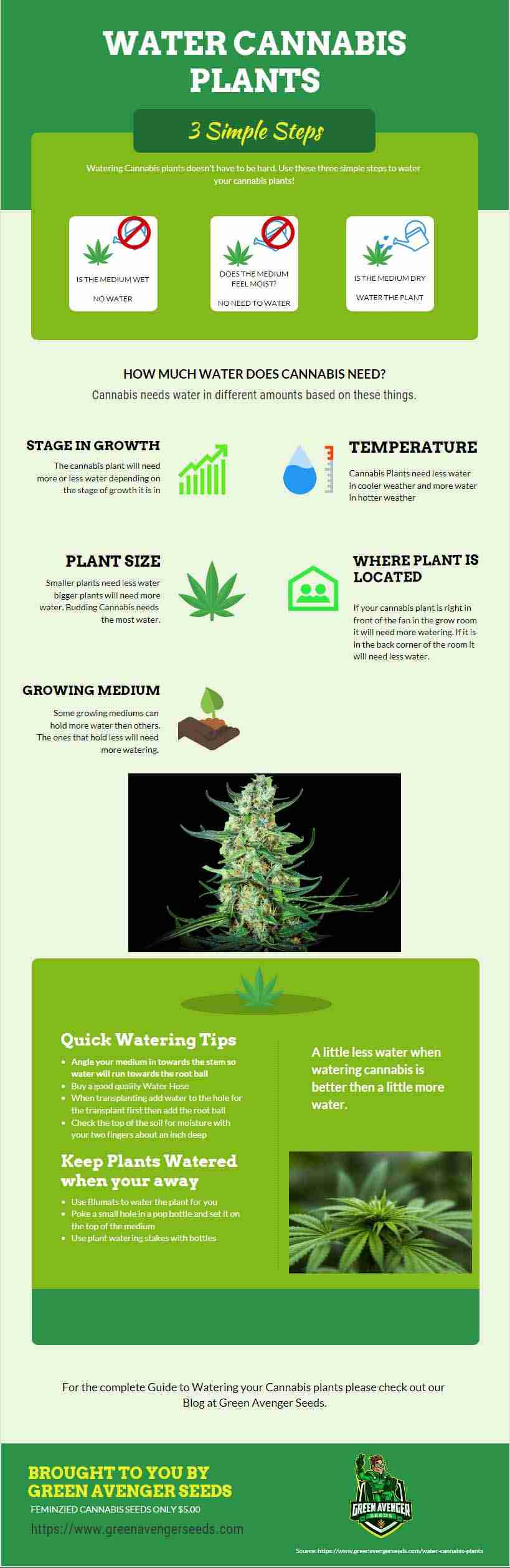 Water cannabis plants infographic with three steps: check if the medium is wet, moist, or dry