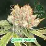 Grape Punch Cannabis Seeds