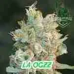 LA OGZZ Cannabis Seeds