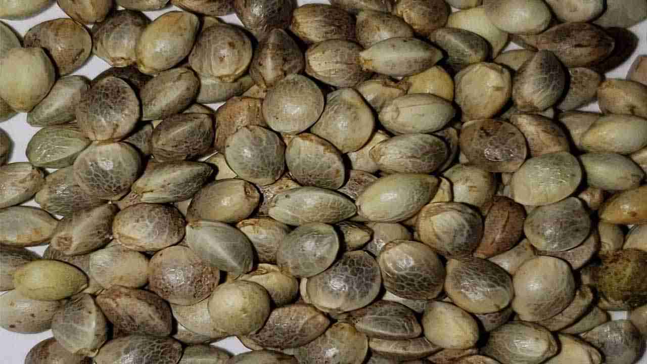Feminized cannabis seeds for Oklahoma growers