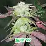 Blue 99 Cannabis Seeds