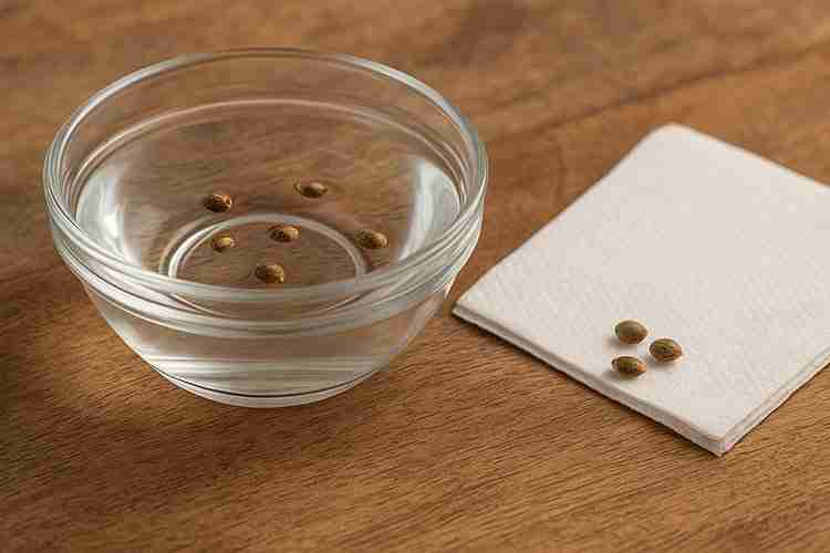Cannabis seeds soaking in a glass bowl next to a paper towel