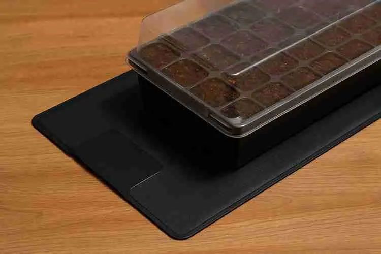 Seedling tray on a heat mat for cannabis germination