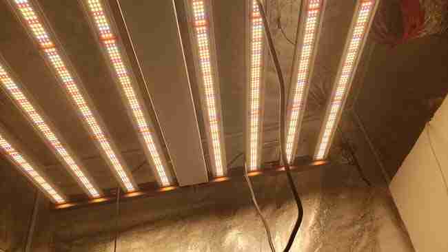 LED bar lights over a marijuana grow room