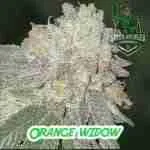 Orange Widow