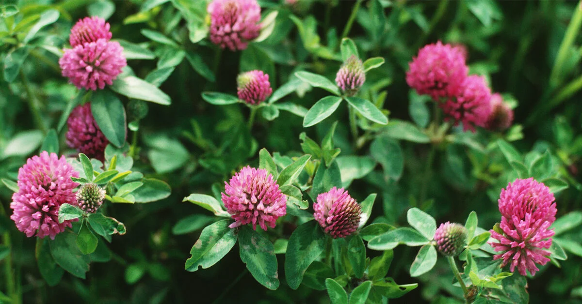Red clover used as a nitrogen-fixing companion plant