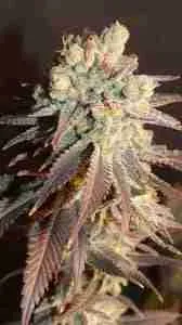 A Beautiful Cannabis Plant in Flowering Grown From Cannabis Seeds