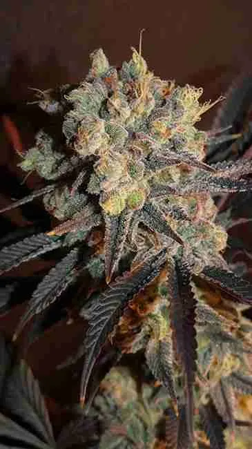 Flowering Cannabis Plant Grown From Cannabis Seed