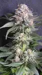 A Large Green Flowering Marijuana Plant