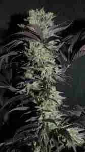 A Purple Flowering Cannabis Plant Grown From Marijuana Seeds