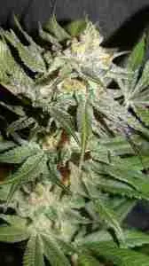 Marijuana Seeded Cannabis Plant