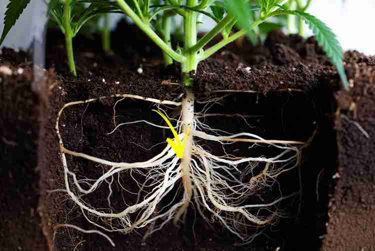 Healthy cannabis plant with dense fibrous root system from root pruning showing stronger growth and higher yield potential