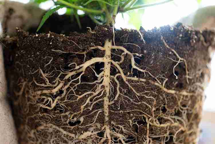 Healthy cannabis roots accessing oxygen through air pruning in aerated soil for better nutrient absorption