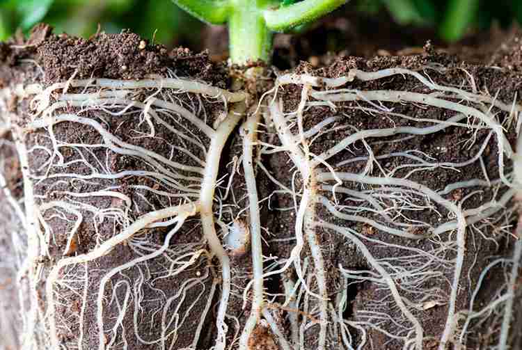 Dense network of cannabis root tips created by root pruning for better nutrient uptake and stronger plant growth