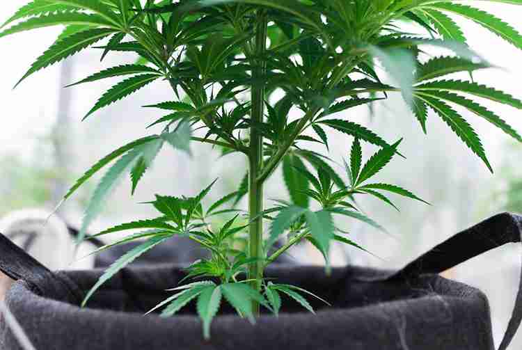 Strong healthy cannabis plant with improved resistance to stress disease and pests from root pruning