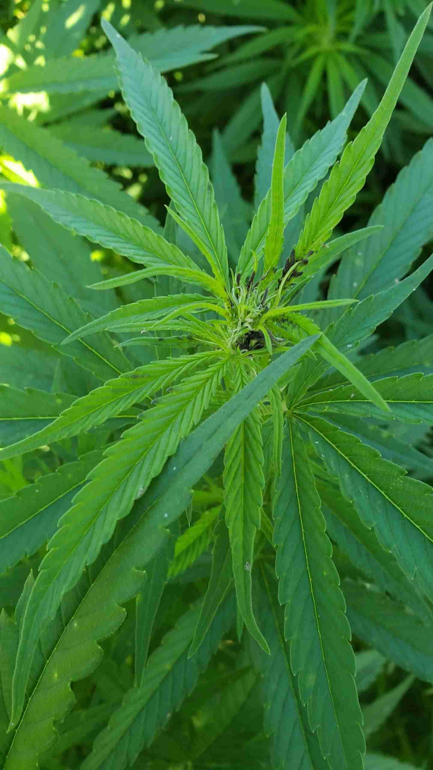 Outdoor cannabis top with ordinary green growth