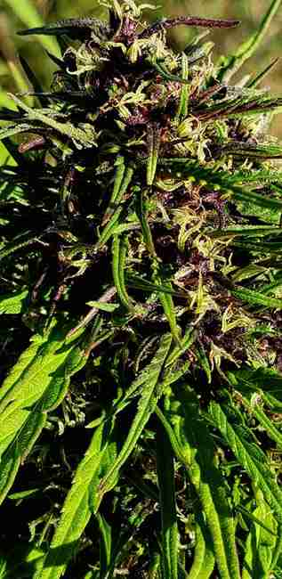 A close cannabis cola covered in resin