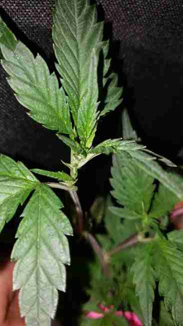 A young cannabis plant with several stem joints