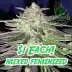 Mixed Feminized Cannabis Seeds