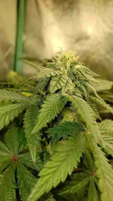A green cannabis cola with pale pistils