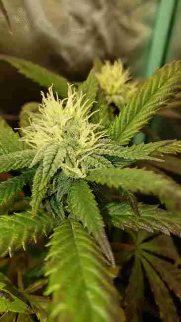 A cannabis top covered in white pistils