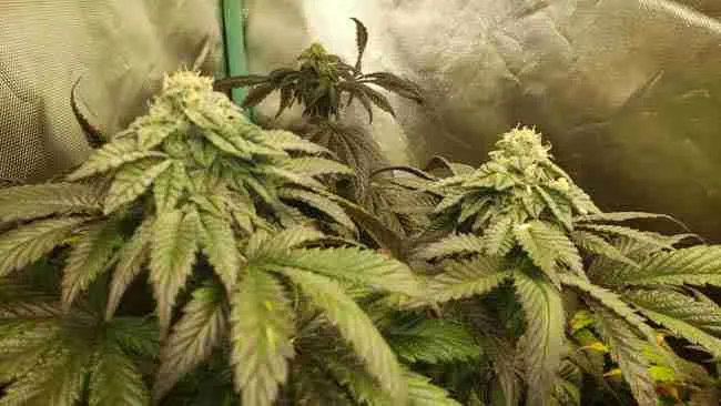 Flowering cannabis plants inside a mesh tent
