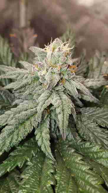 A frosty cannabis cola in close view