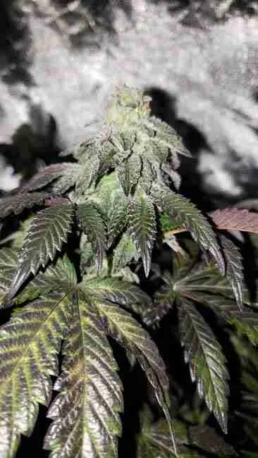A dark cannabis cola with purple leaves
