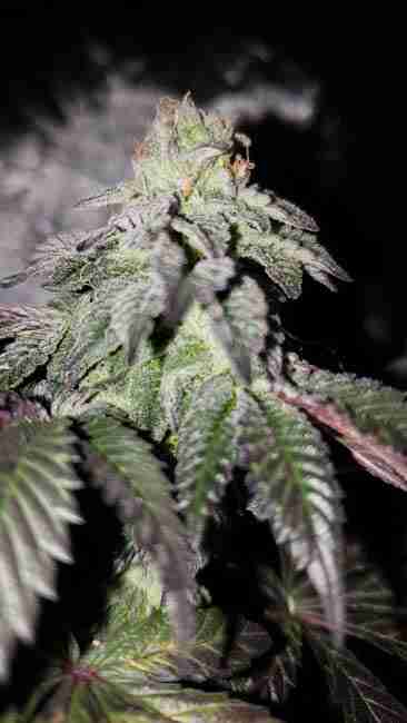 A frosty cannabis cola under a dim lamp