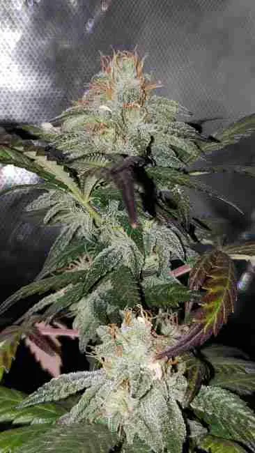 Two cannabis colas on one flowering plant