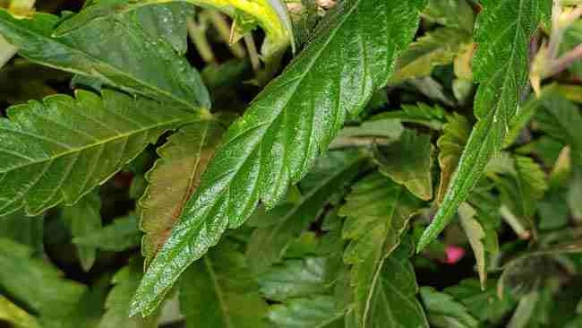 A living cannabis leaf with a clawing of cannabis leaf