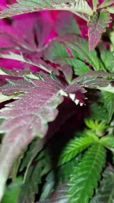 A cannabis leaf cupped along the midrib under magenta light