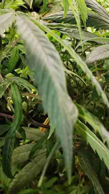 A pale cannabis leaf hanging among greener fans