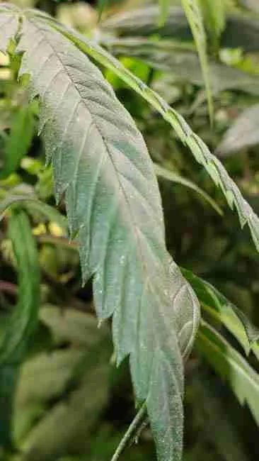 A broad cannabis leaf with the tip curled under