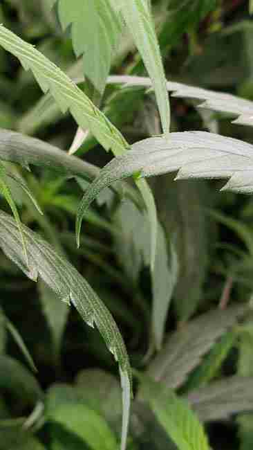 A narrow cannabis leaf hooked at the tip
