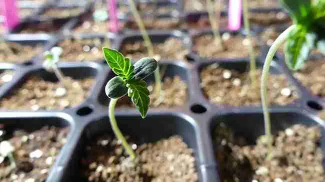 Cannabis seedlings in a plug tray