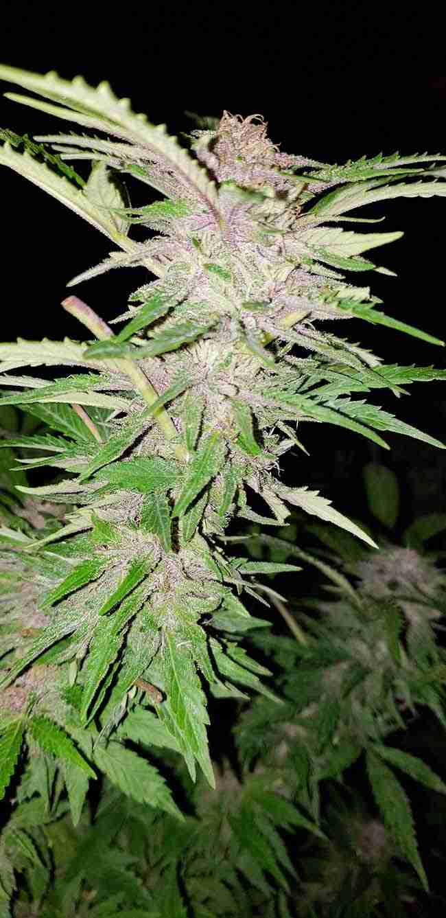 A purple cannabis cola on a flowering plant