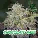Chocolate Haze Cannabis Seeds