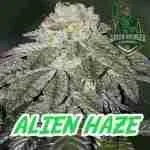 Alien Haze Cannabis Seeds from Green Avenger Seeds