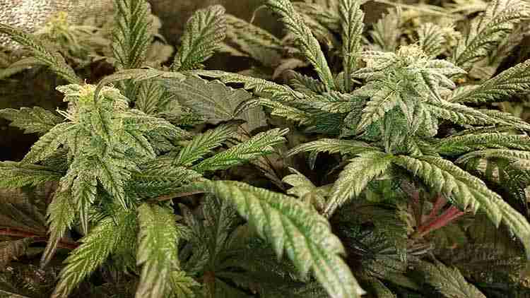 Two Cannabis Plants that are under fertigation