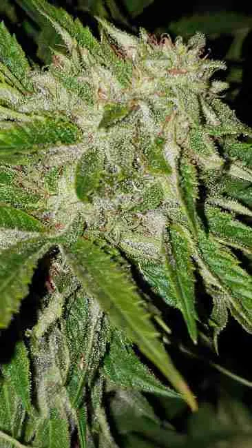A cannabis plant bred for high smell and potency