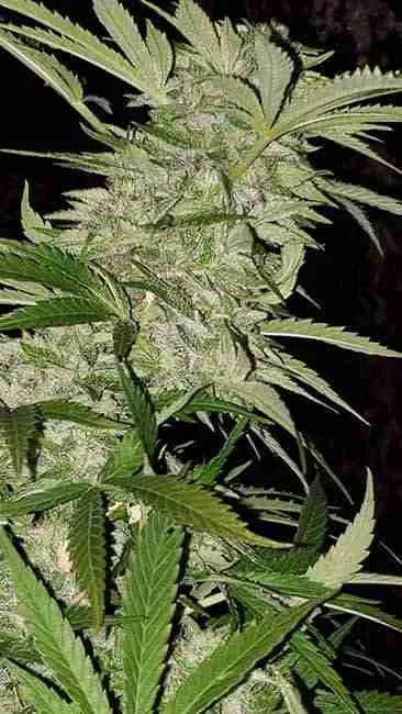 Fully flowered cannabis plant with high smell