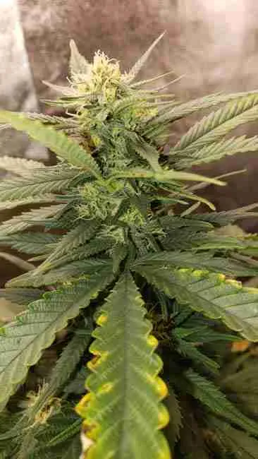 A cannabis plant giving off a high smell when starting to flower