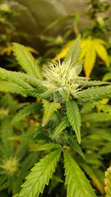 A cannabis plant in early flowering before it starts to smell more